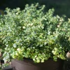 SERRES DESRUMAUX - Plant thym citron pot 1l
