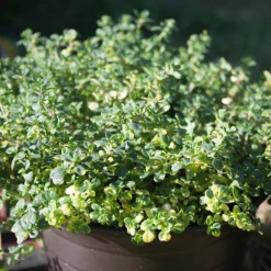 SERRES DESRUMAUX - Plant thym citron pot 1l