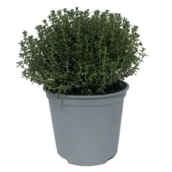 SERRES DESRUMAUX - Plant thym commun pépinière pot 1,5l