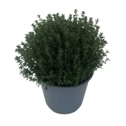 SERRES DESRUMAUX - Plant thym commun pépinière pot 1,5l