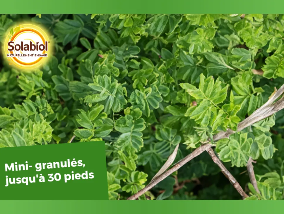 SOLABIOL - Engrais coniferes 1.5kg /nc solabiol - socony15