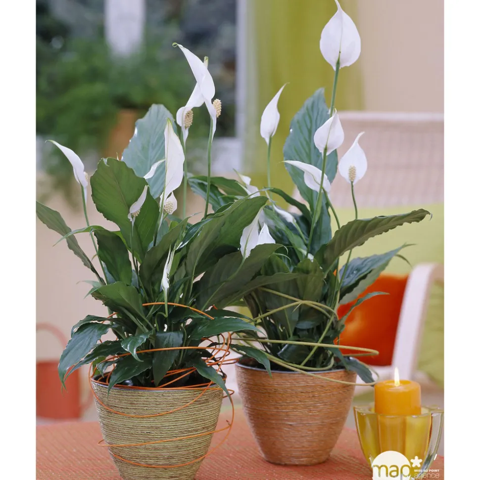 Spathiphyllum : Pot Ø 17cm
