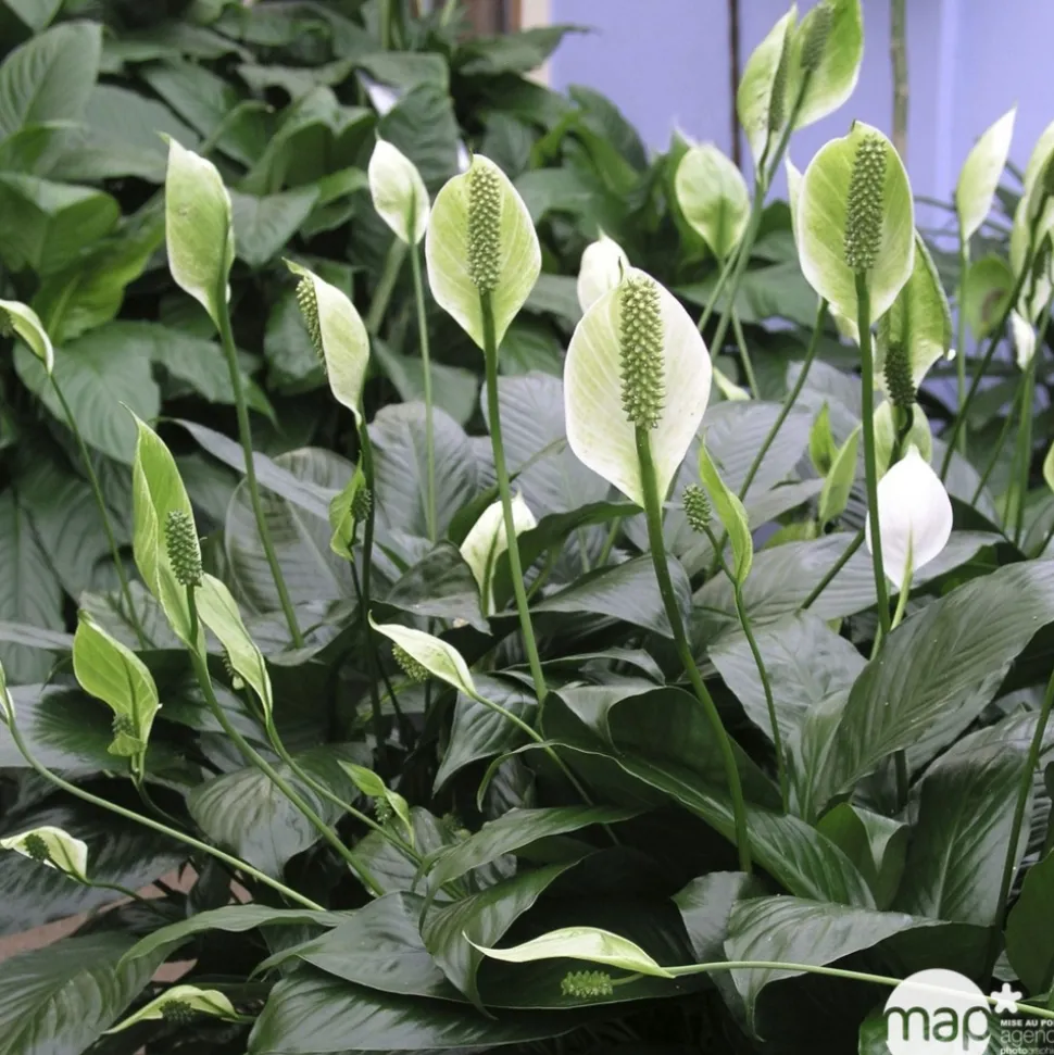 Spathiphyllum : Pot Ø 17cm