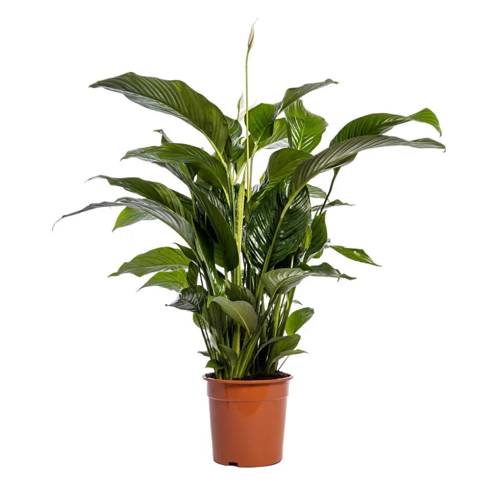 Spathiphyllum 'Sweet Lauretta', taille M : pot D.24cm