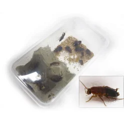 STOFFELS - Blattes pour alimentation reptiles, taille L, 10 pièces