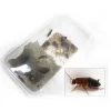 STOFFELS - Blattes pour alimentation reptiles, taille M, 12 pièces