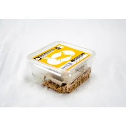 STOFFELS - Criquets subadultes pour alimentation reptiles, 15 pièces