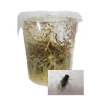 STOFFELS - Drosophiles pour alimentation reptiles