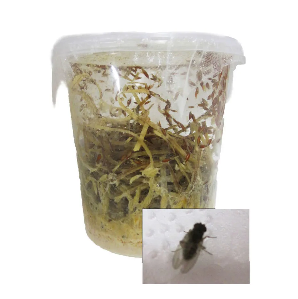 STOFFELS - Drosophiles pour alimentation reptiles