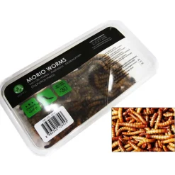 STOFFELS - Zophobas Morios pour alimentation reptiles, 50 gr
