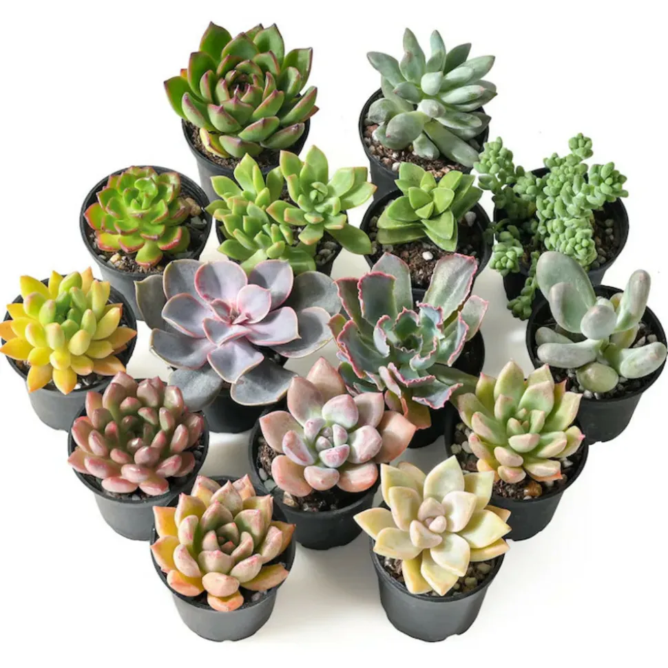 Succulentes mélange de 5 pots h-7/14cm