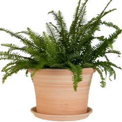 TERRABLANCA - Pot Cocio Liso, en terre cuite claire Ø 24 x H. 19 cm