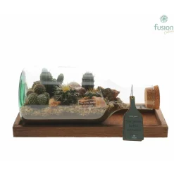 Terrarium bouteille L, en verre, avec cactus : D.38cm