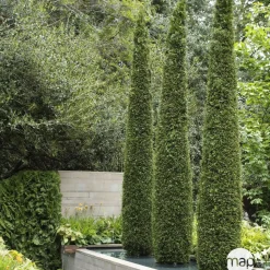 Thuya occidentalis Emeraude H : 100/125 cm, ctr 10L