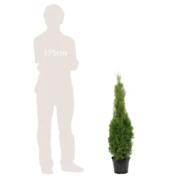 Thuya occidentalis Emeraude H : 100/125 cm, ctr 10L