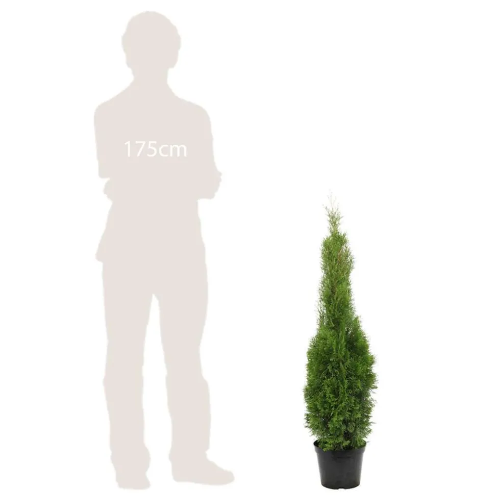 Thuya occidentalis Emeraude H : 100/125 cm, ctr 10L
