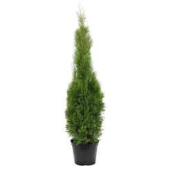 Thuya occidentalis Emeraude H : 100/125 cm, ctr 10L