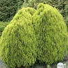 Thuya orientalis Aurea Nana, H : 30/40 cm, ctr 4L