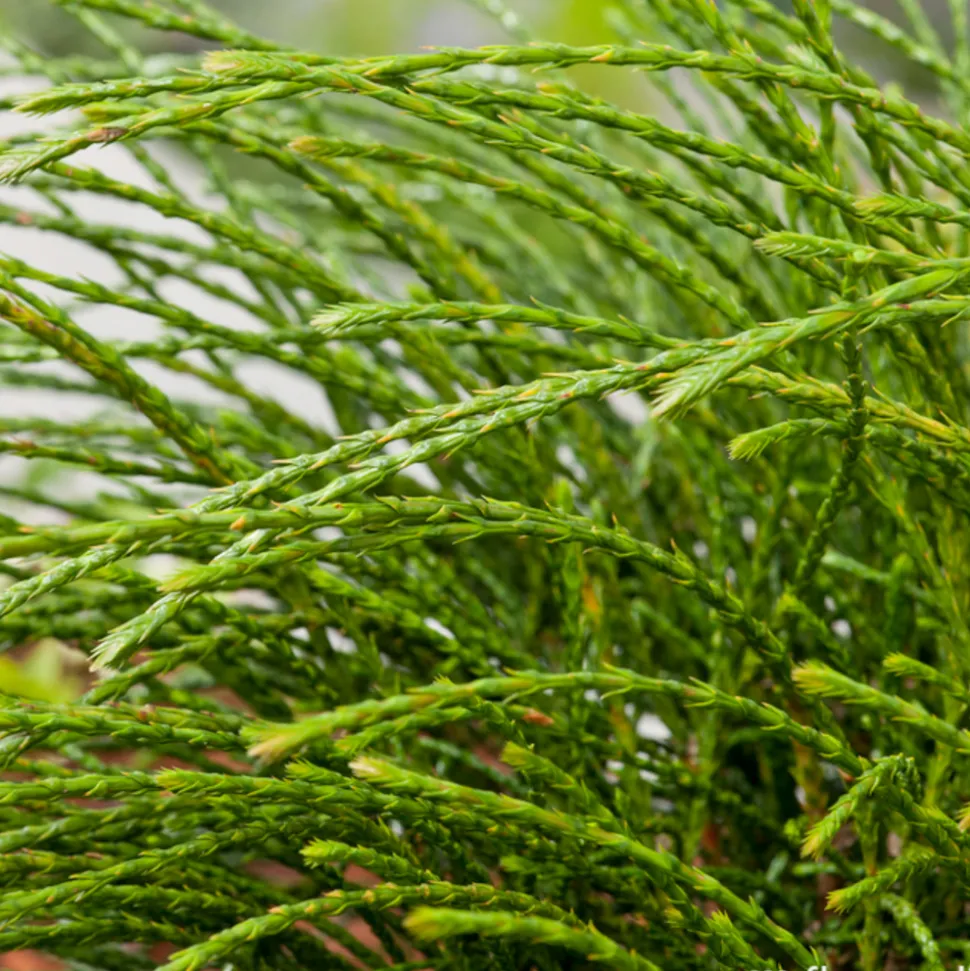 Thuya plicata 'Whipcord' Pot 3L