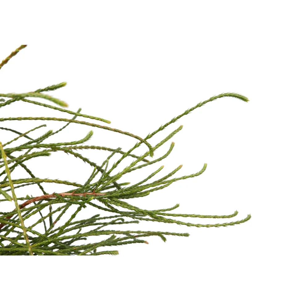 Thuya plicata 'Whipcord' Pot 3L