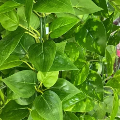 Tiges de plantes artificielles en plastique, feuilles de vigne de 2 mètres de long