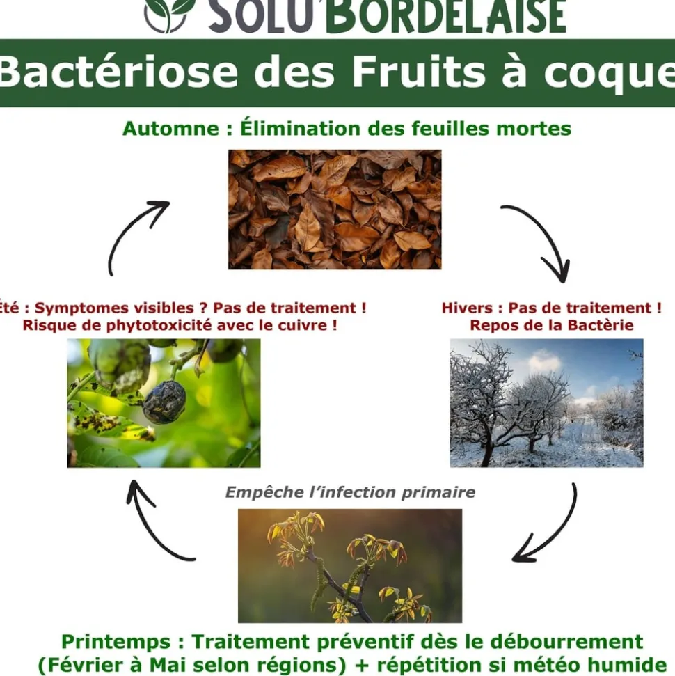 TOUT POUR LES NUISIBLES - Solu'bordelaise - 500 g de bouillie bordelaise - bactériose des fruits à coque - utilisable agriculture biologique