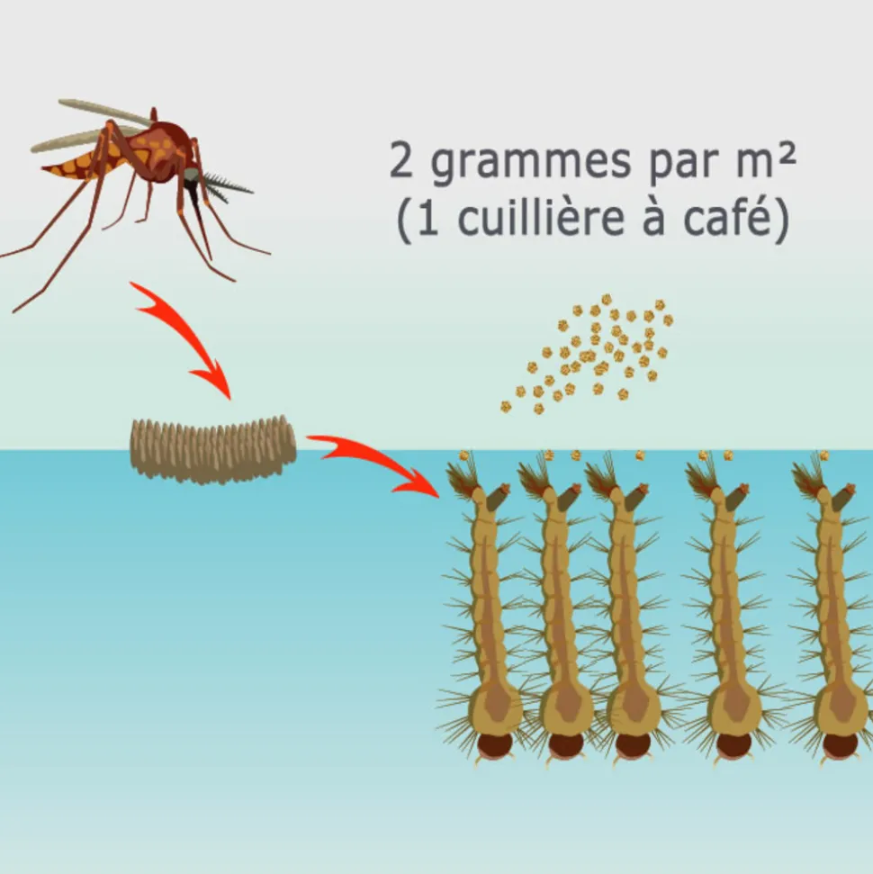 TOUT POUR LES NUISIBLES - Solu'bti - moustiques - 200 gr de larvicide biologique