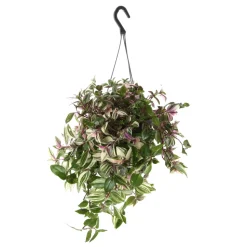 Tradescantia : suspension diamètre 17 cm - Variétés variables