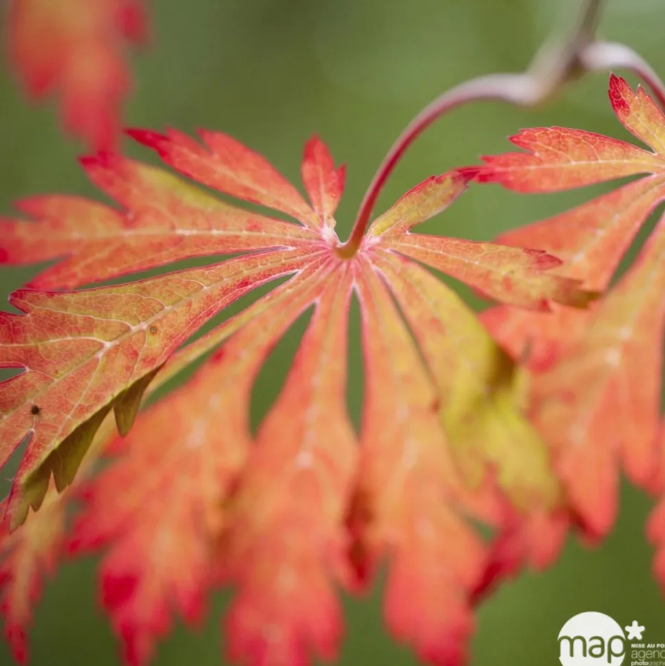 TRUFFAUT - Acer japonicum : touffe, ctr 3 L - Variétés variables