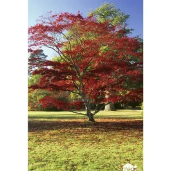 TRUFFAUT - Acer japonicum : touffe, ctr 3 L - Variétés variables
