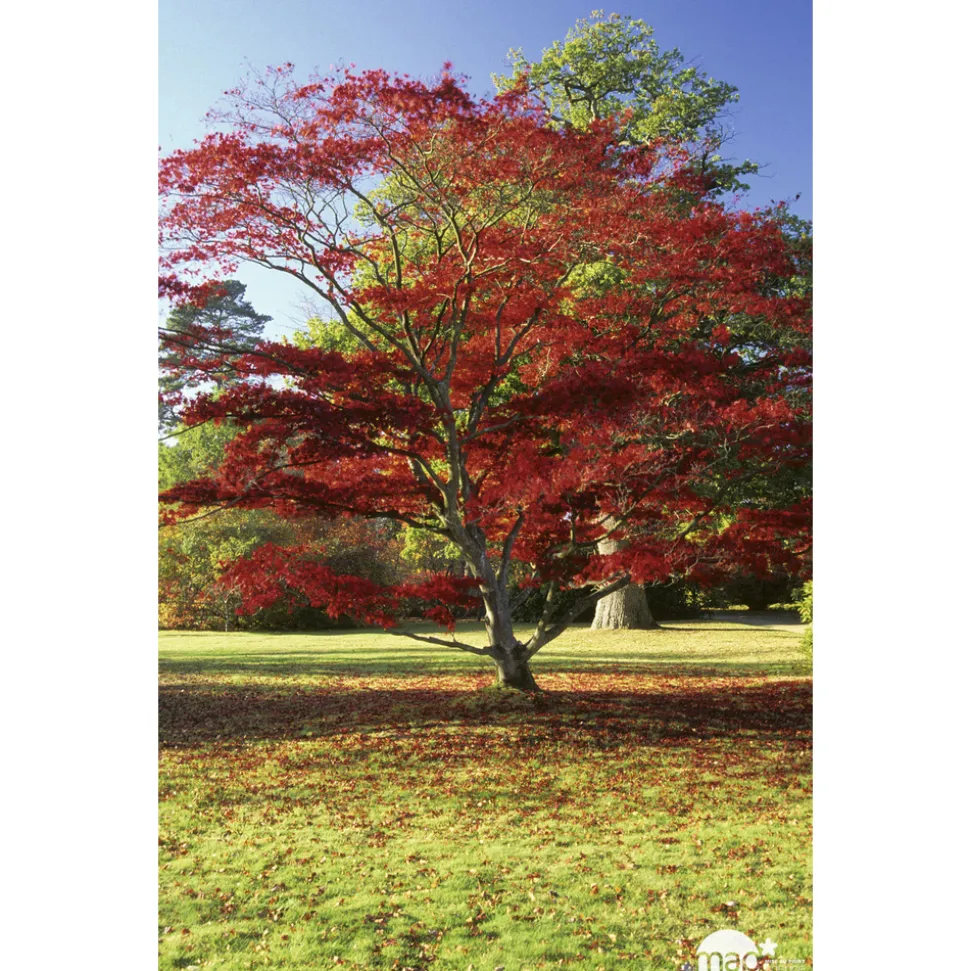 TRUFFAUT - Acer japonicum : touffe, ctr 3 L - Variétés variables