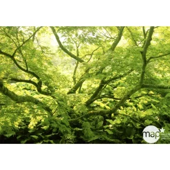 TRUFFAUT - Acer japonicum : touffe, ctr 3 L - Variétés variables