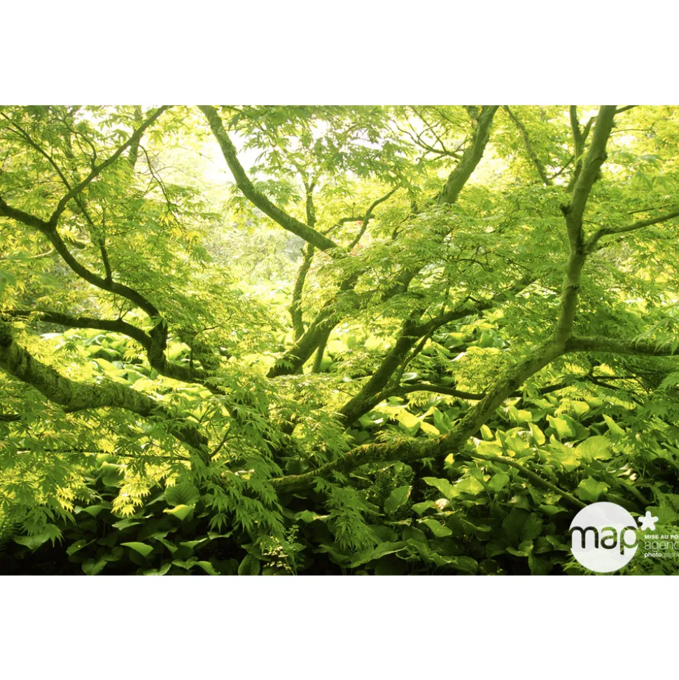 TRUFFAUT - Acer japonicum : touffe, ctr 3 L - Variétés variables