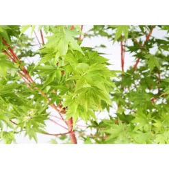TRUFFAUT - Acer palmatum TRUFFAUT : H 100/125cm, greffé C15L - Variétés variables