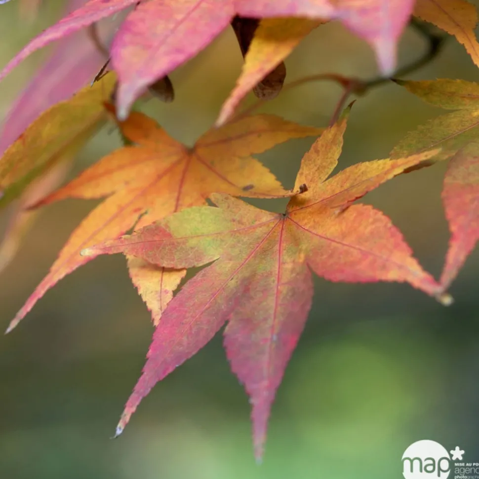 TRUFFAUT - Acer palmatum TRUFFAUT : ctr 30 L - Variétés variables