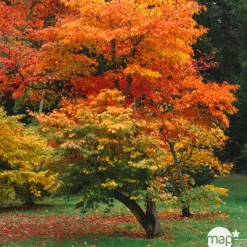 TRUFFAUT - Acer palmatum TRUFFAUT : ctr 30 L - Variétés variables