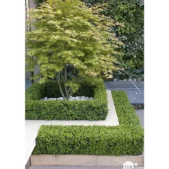 TRUFFAUT - Acer palmatum TRUFFAUT : ctr 30 L - Variétés variables