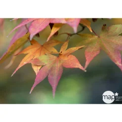 TRUFFAUT - Acer palmatum TRUFFAUT : ctr 30 L - Variétés variables