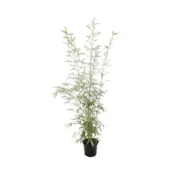 TRUFFAUT - Bambou non-traçant fargesia robusta 'Campbell': pot de 5 litres