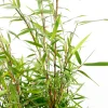 TRUFFAUT - Bambou non-traçant fargesia scabrida 'Asian Wonder': pot de 24 litres