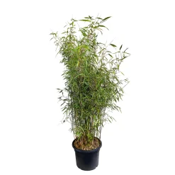 TRUFFAUT - Bambou non-traçant fargesia scabrida 'Asian Wonder': pot de 24 litres