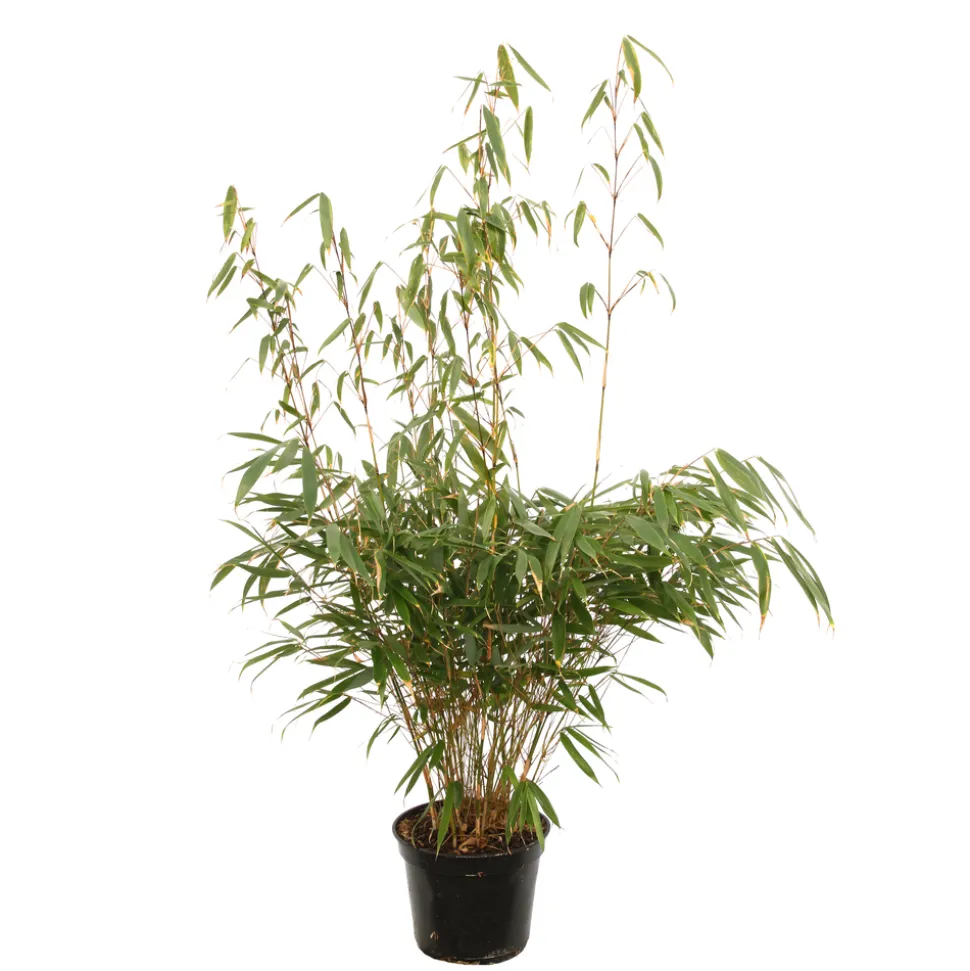 TRUFFAUT - Bambou non-traçant fargesia robusta 'Pingwu': pot de 5 litres