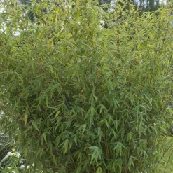 TRUFFAUT - Bambou non-traçant fargesia angustissima - pot de 5 L