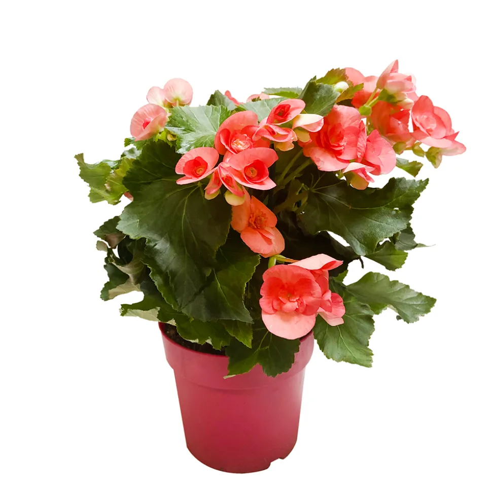 TRUFFAUT - Bégonia : 2 pieds, D17cm - Coloris variables