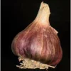 TRUFFAUT - Bulbes d' Ail Germidour +60 en filet de 250g