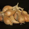 TRUFFAUT - Bulbes d' échalote Griselle 15/25 1Kg