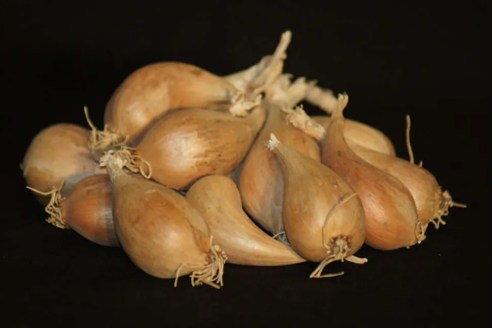 TRUFFAUT - Bulbes d' échalote Griselle 15/25 1Kg