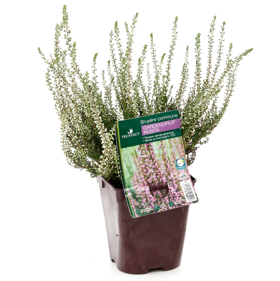 TRUFFAUT - Calluna vulgaris 'Rosita':conteneur 1 litre