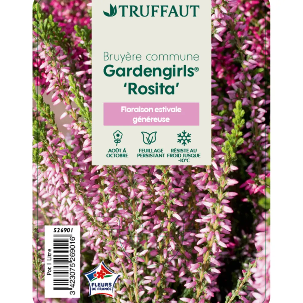 TRUFFAUT - Calluna vulgaris 'Rosita':conteneur 1 litre