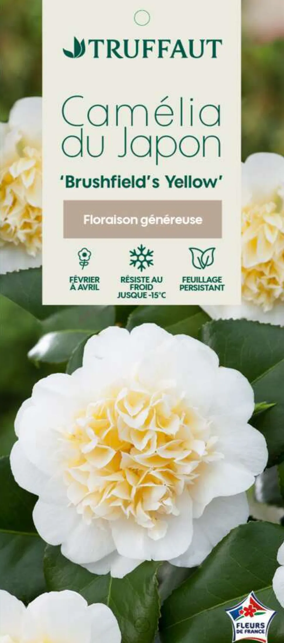 TRUFFAUT - Camellia brushfields Yellow : H.40/50cm 3L